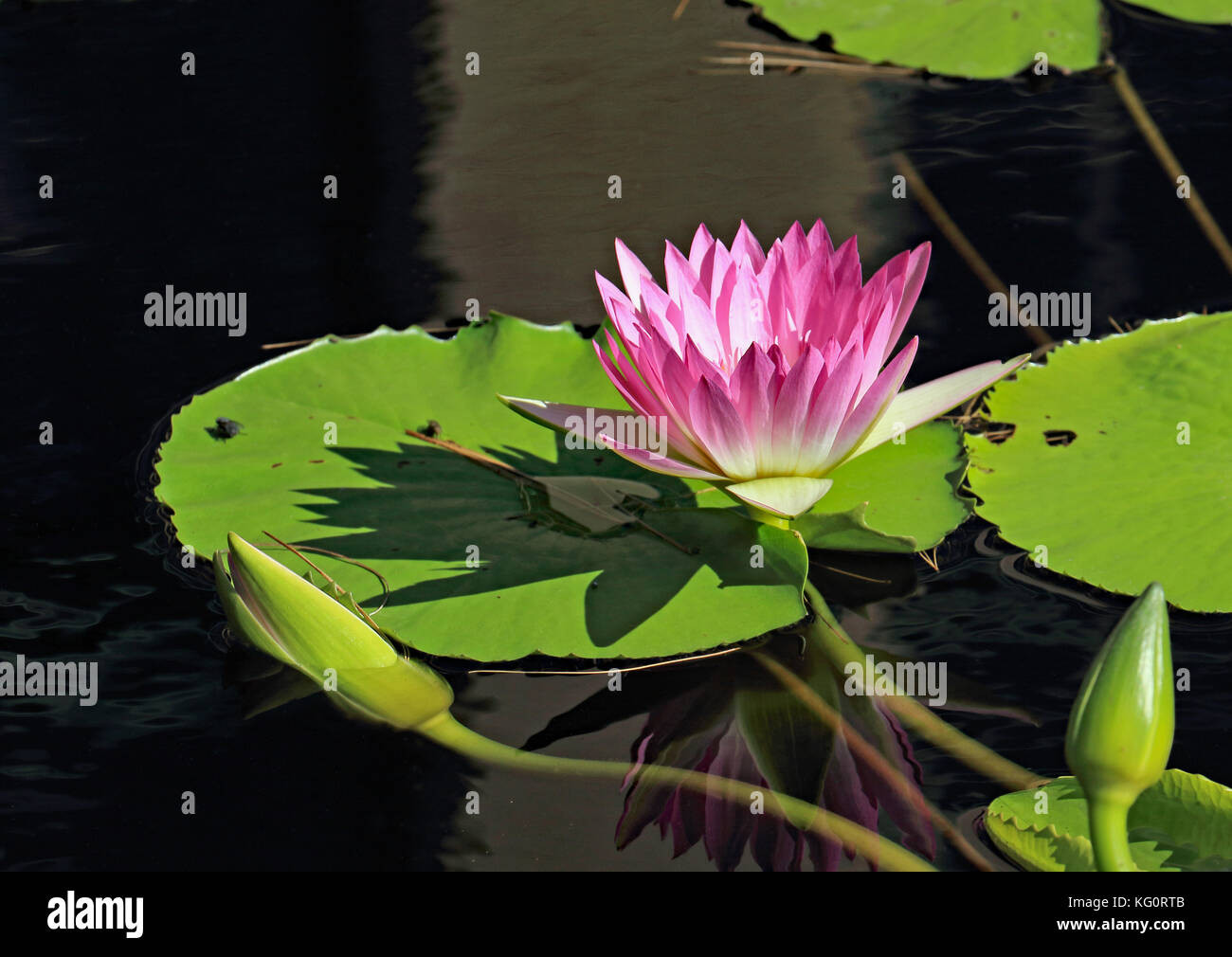 An emerging bright pink water lily amongst 2 floating buds, creates a dramatic shadow on the lily pad and a soft muted reflection on the water Stock Photo