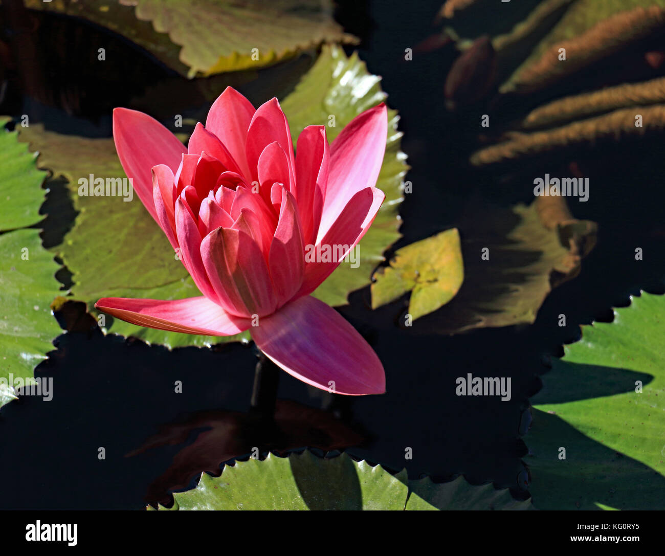 this single deep-pink water lily blossom emerges from this lily pad covered the water garden Stock Photo