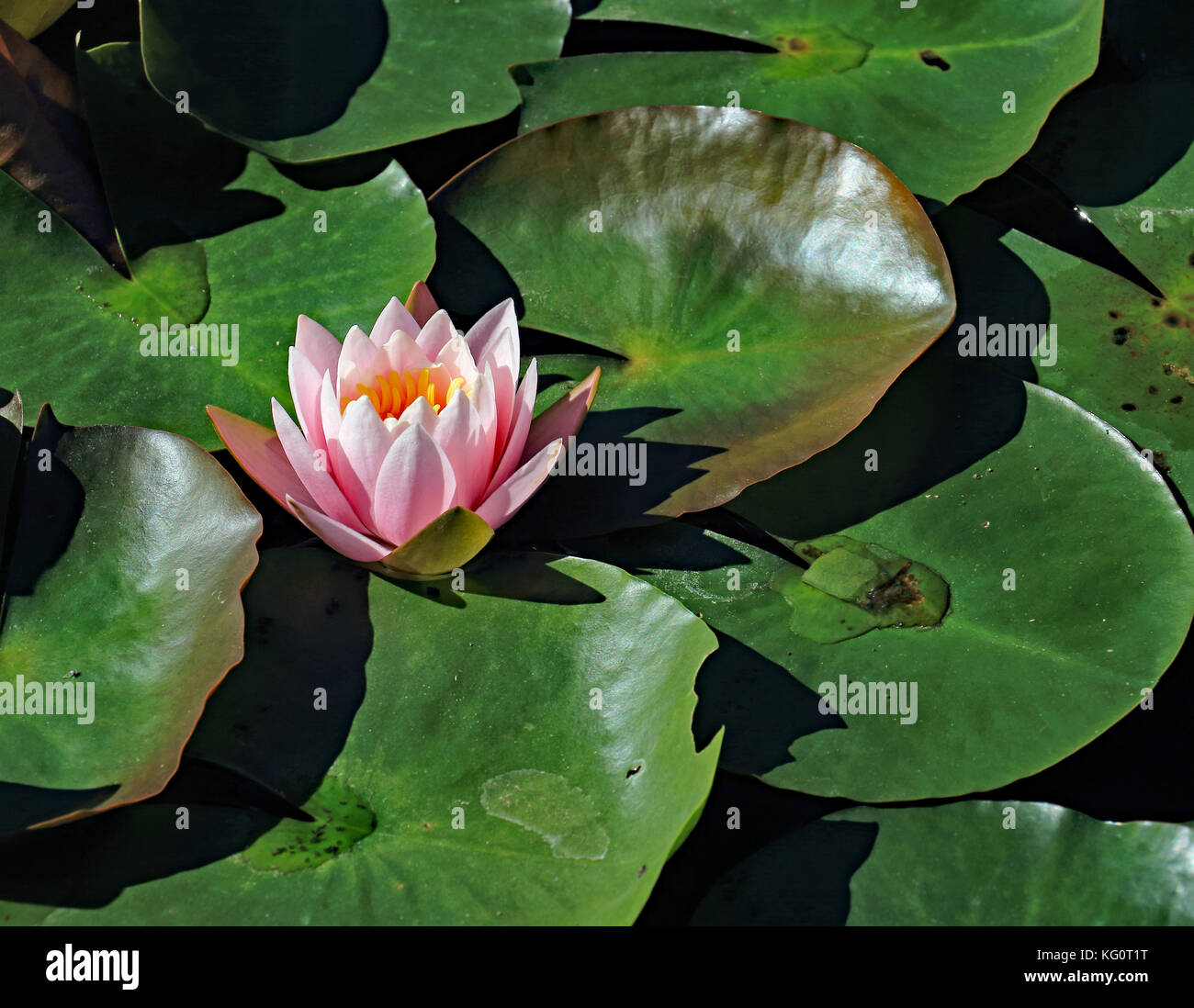 it is very hard to miss this strikingly pink single water lily blossom laying among the numerous bright green lily pad leaves Stock Photo