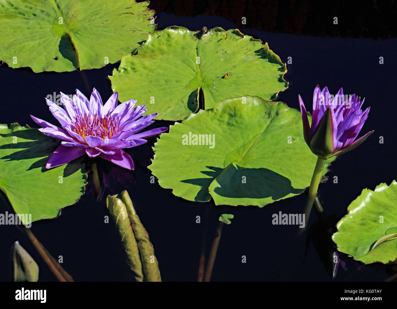 A strikingly beautiful example of 2 water lily blooms one in fool