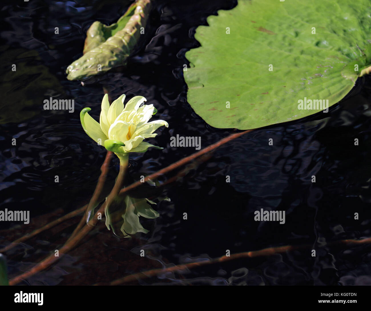 The dramatic dark water background and its deep reflection just adds to the vibrance of this water lily on a pond Stock Photo