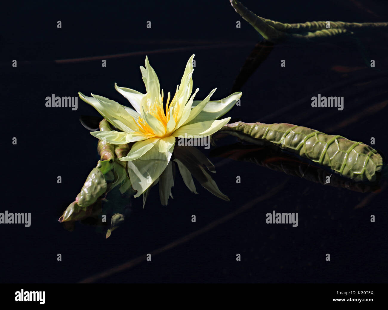 The stark black background enhances the vibrant beauty of this bright yellow water lily specimen and its curved and highly textured leaves Stock Photo