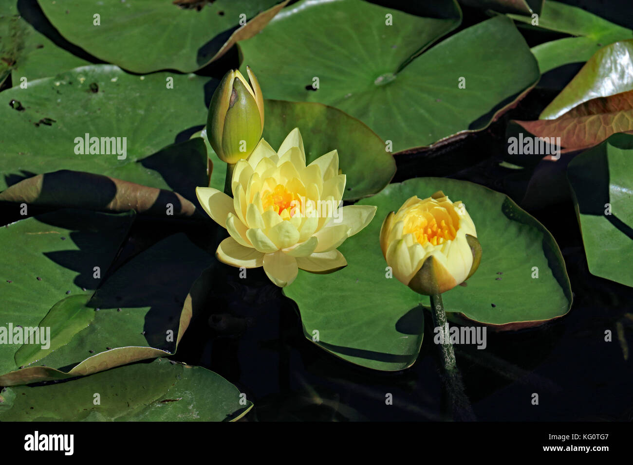 Here are 3 stages of this beautiful and bright water lily specimen: closed bud, slightly open blossom and fully open lily blossom. Stock Photo