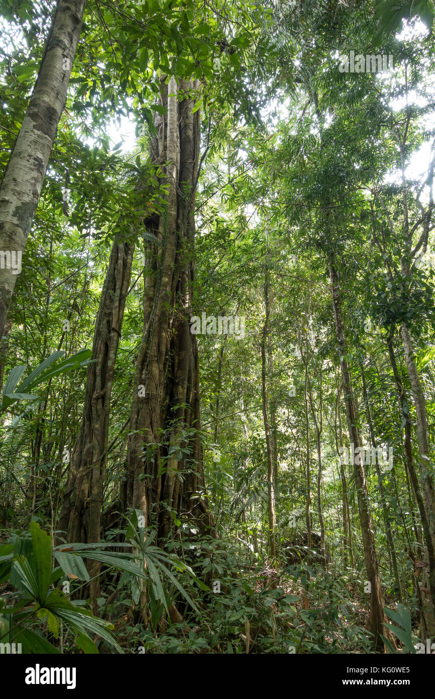 Jungle creepers trees hires stock photography and images Alamy