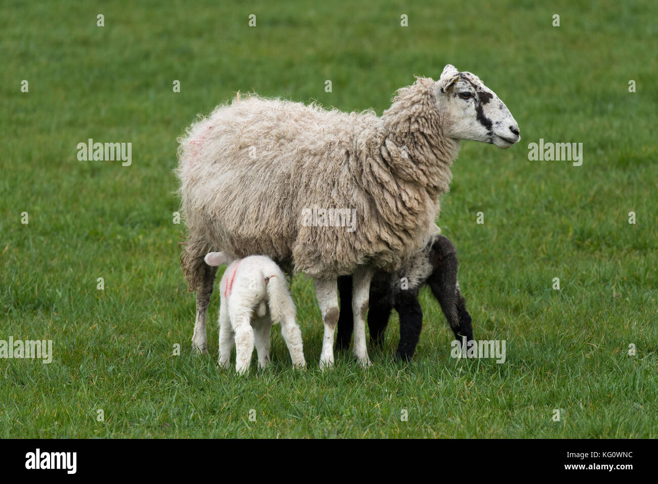 Close-up of 1 sheep (ewe) & 2 tiny lambs standing on grass in farm field in spring (youngsters feeding & mother staring at camera) - England, GB, UK. Stock Photo