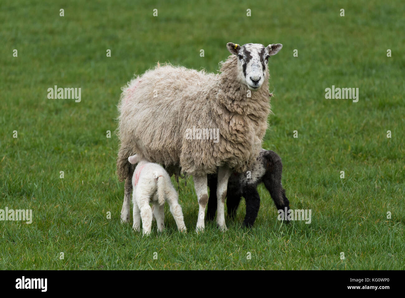 Close-up of 1 sheep (ewe) & 2 tiny lambs standing on grass in farm field in spring (youngsters feeding & mother staring at camera) - England, GB, UK. Stock Photo