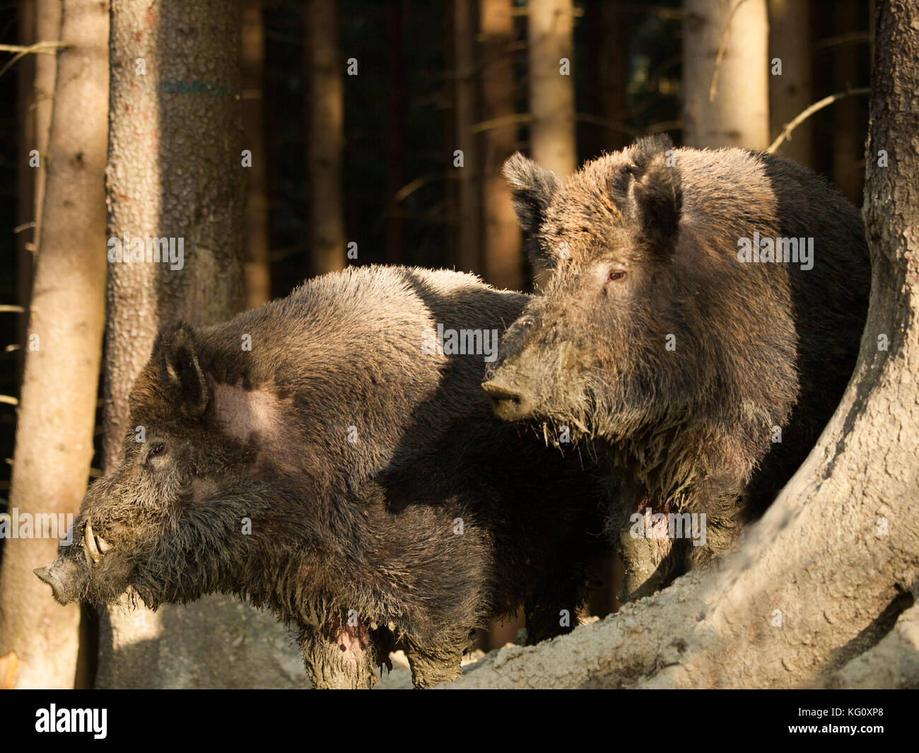 Sus scrofa scrofa - Wild boars in autumn forest Stock Photo