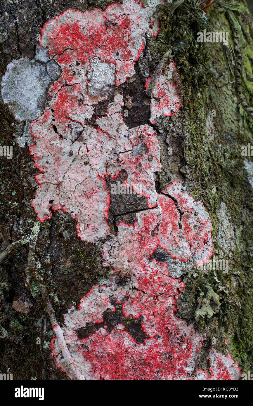 Red, green and white lichen and moss on tree bark texture or