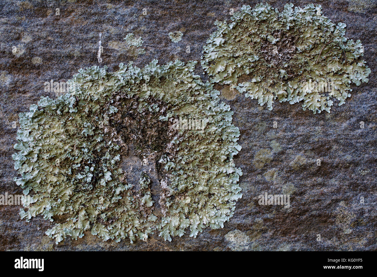 Rock covered with moss and lichen pattern in different shades of green ...