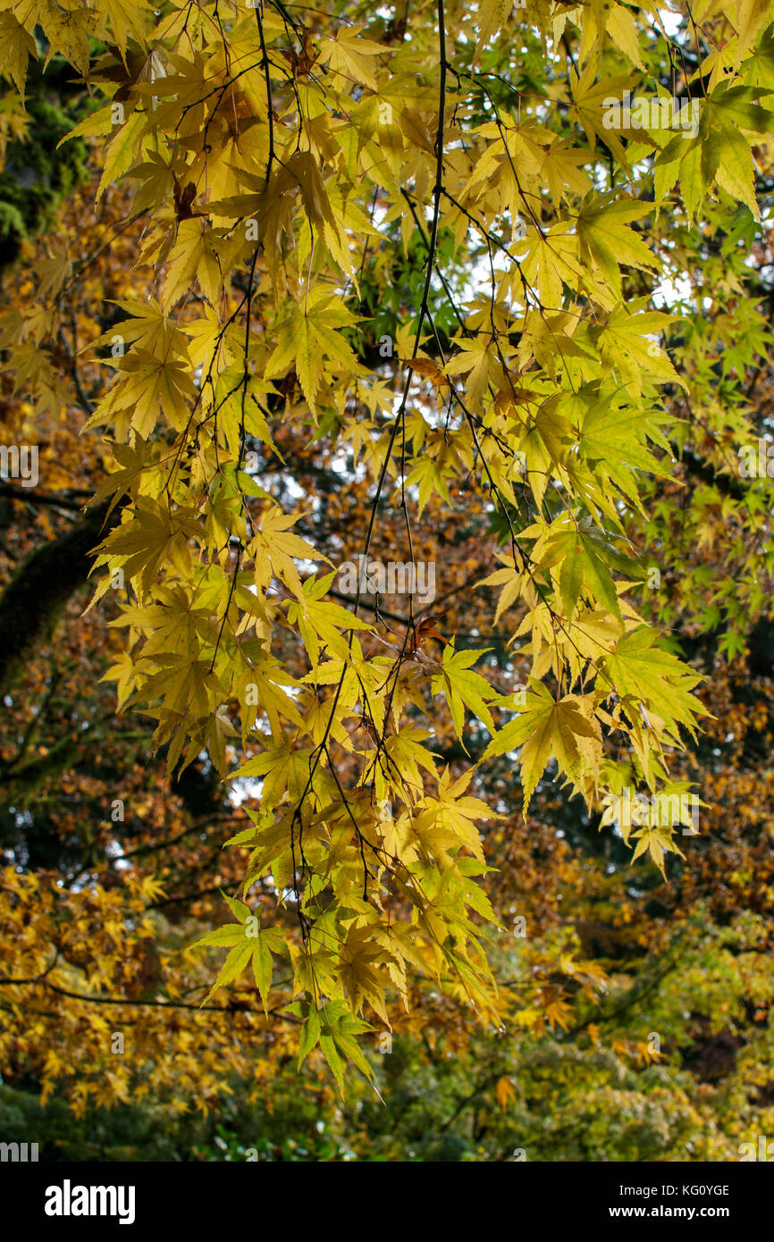 Yellow leaves of a maple tree in the Autumn - seasonal background or ...