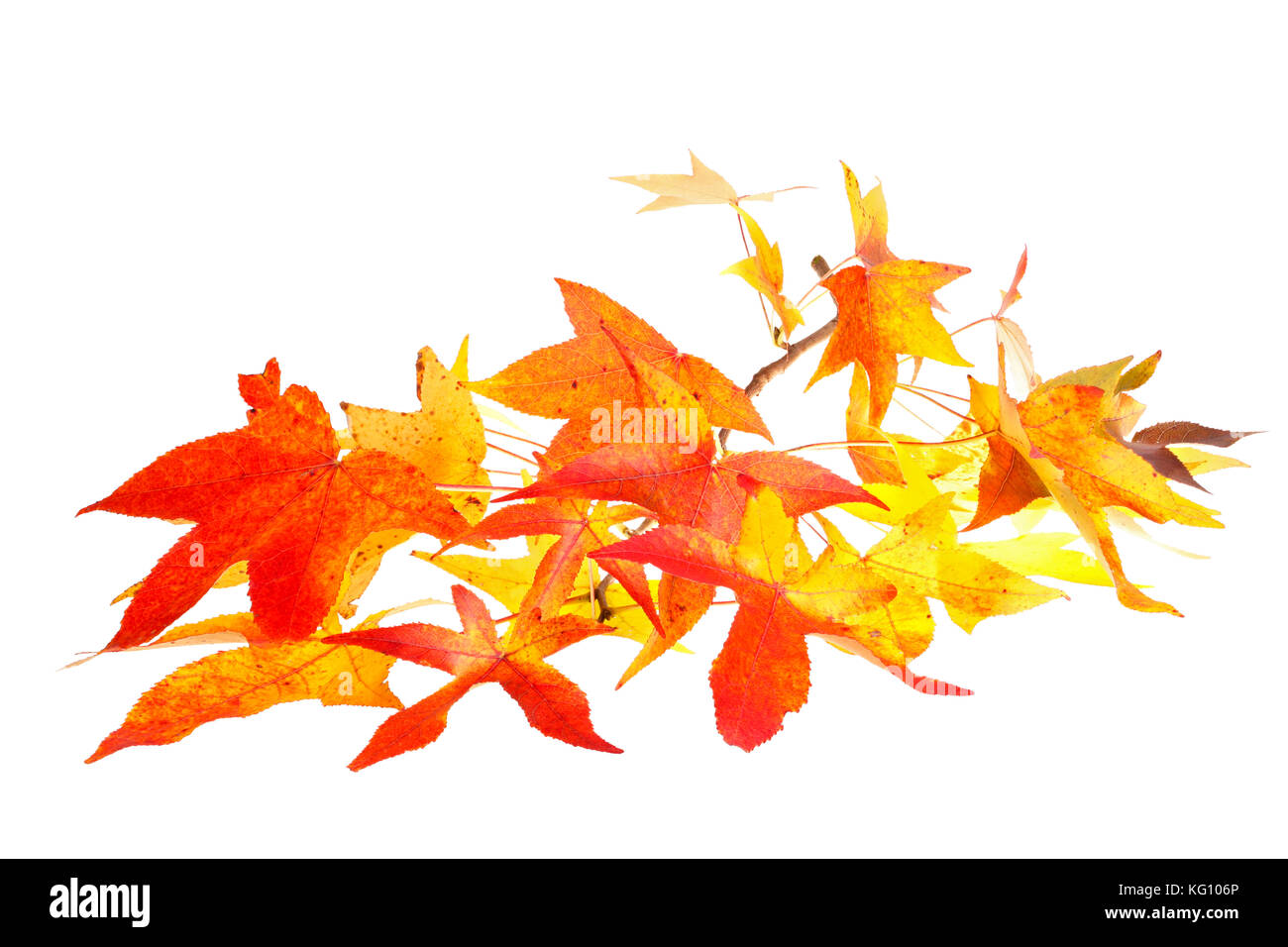 Red, yellow and orange fall leaves of sweet gum (Liquidambar styraciflua) on a single branch isolated against a white background Stock Photo