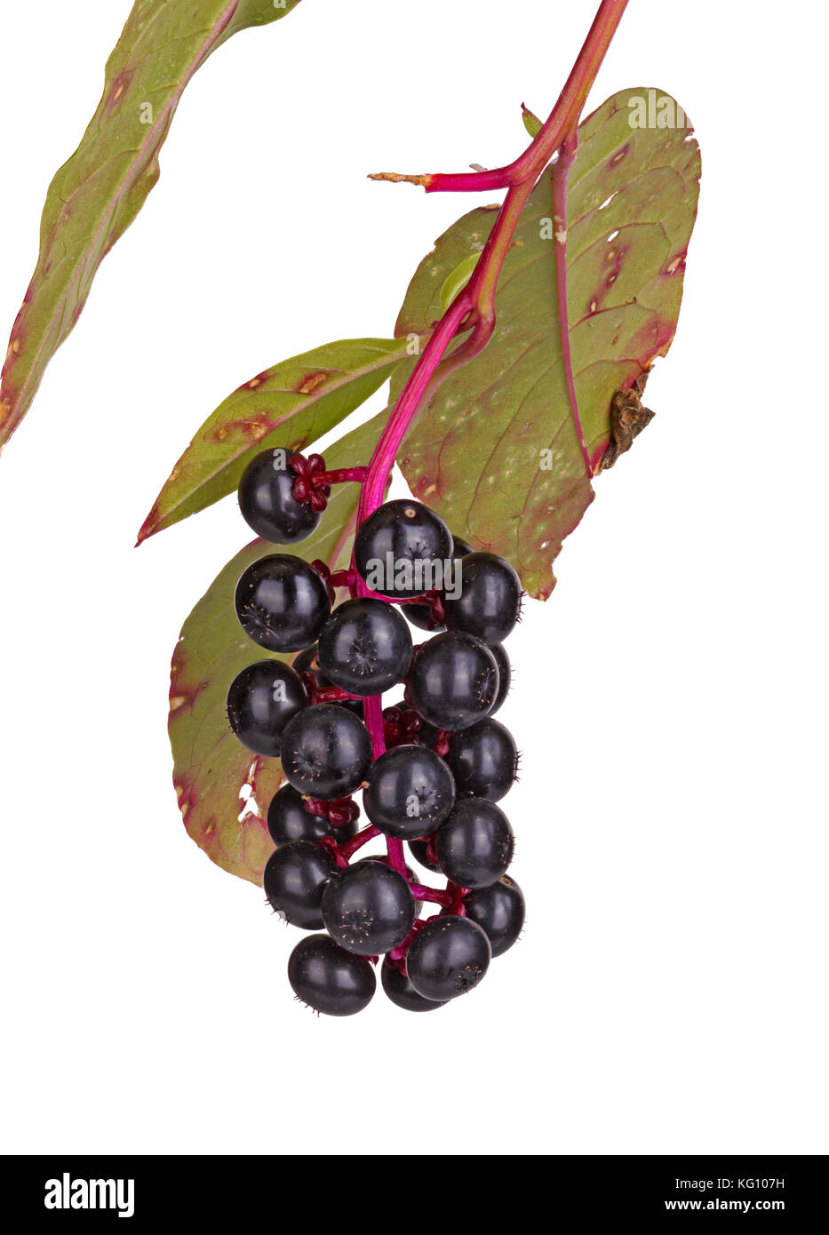 Branch with leaves showing infection with Cercospora and ripe, purple fruit cluster of pokeweed (Phytolacca americana) isolated against a white backgr Stock Photo