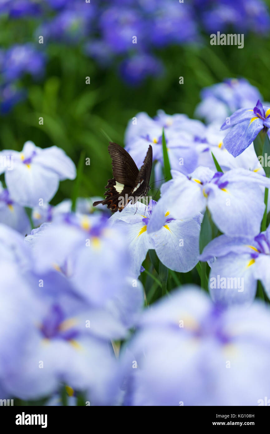 Iris ensata var. ensata Stock Photo