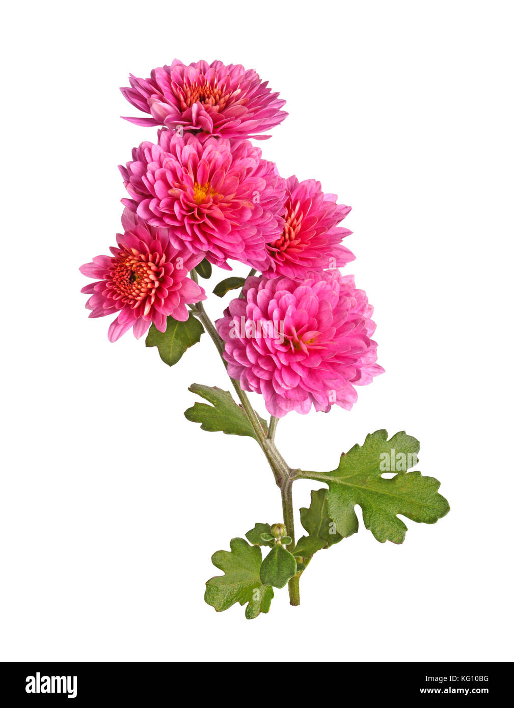Single stem with many pink flowers of the fall chrysanthemum (Chrysanthemum indicum) isolated against a white background Stock Photo
