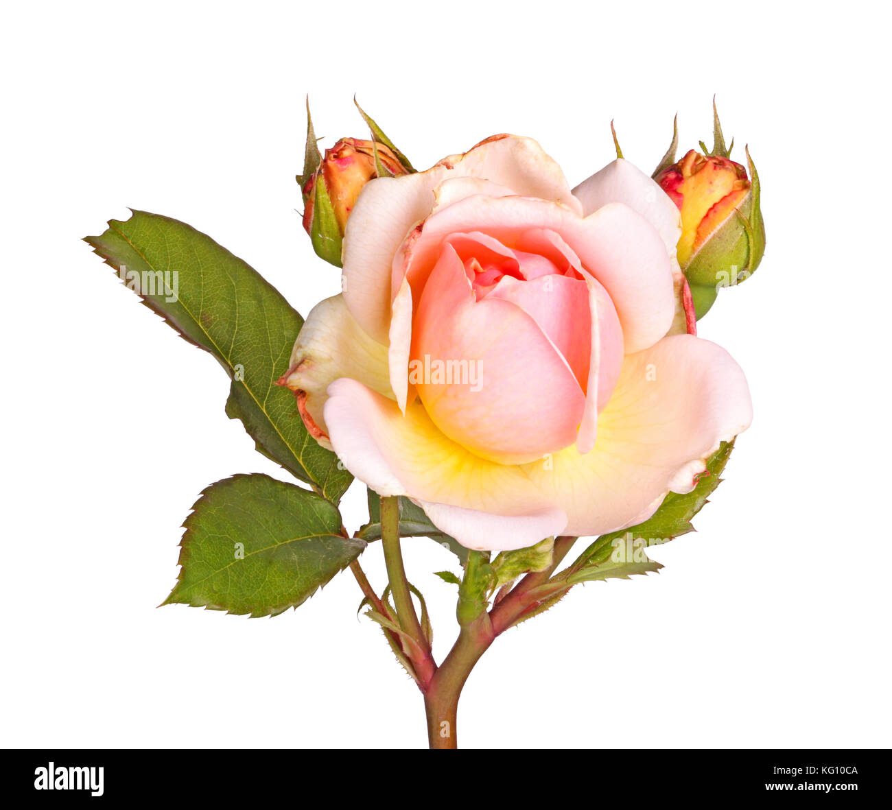 Single stem with a pink and yellow flower of a cultivated English rose and two developing buds isolated against a white background Stock Photo