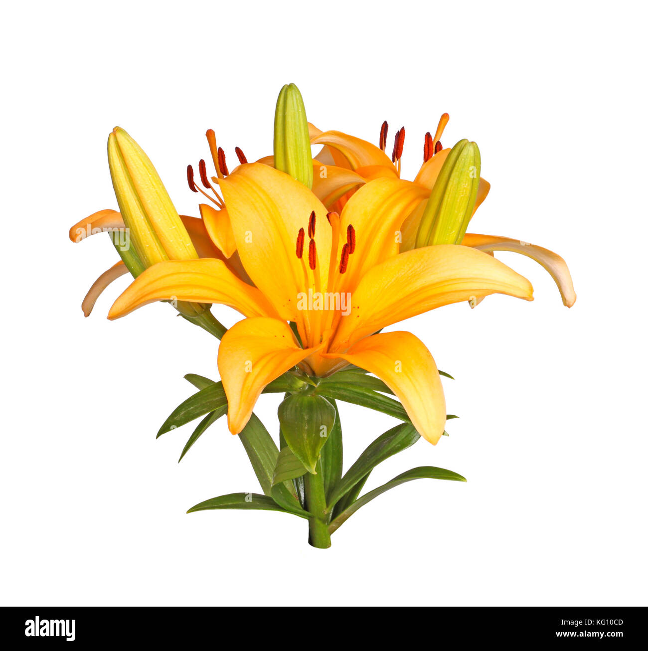 Single stem with bright orange flowers of an Asiatic liily hybrid isolated against a white background Stock Photo