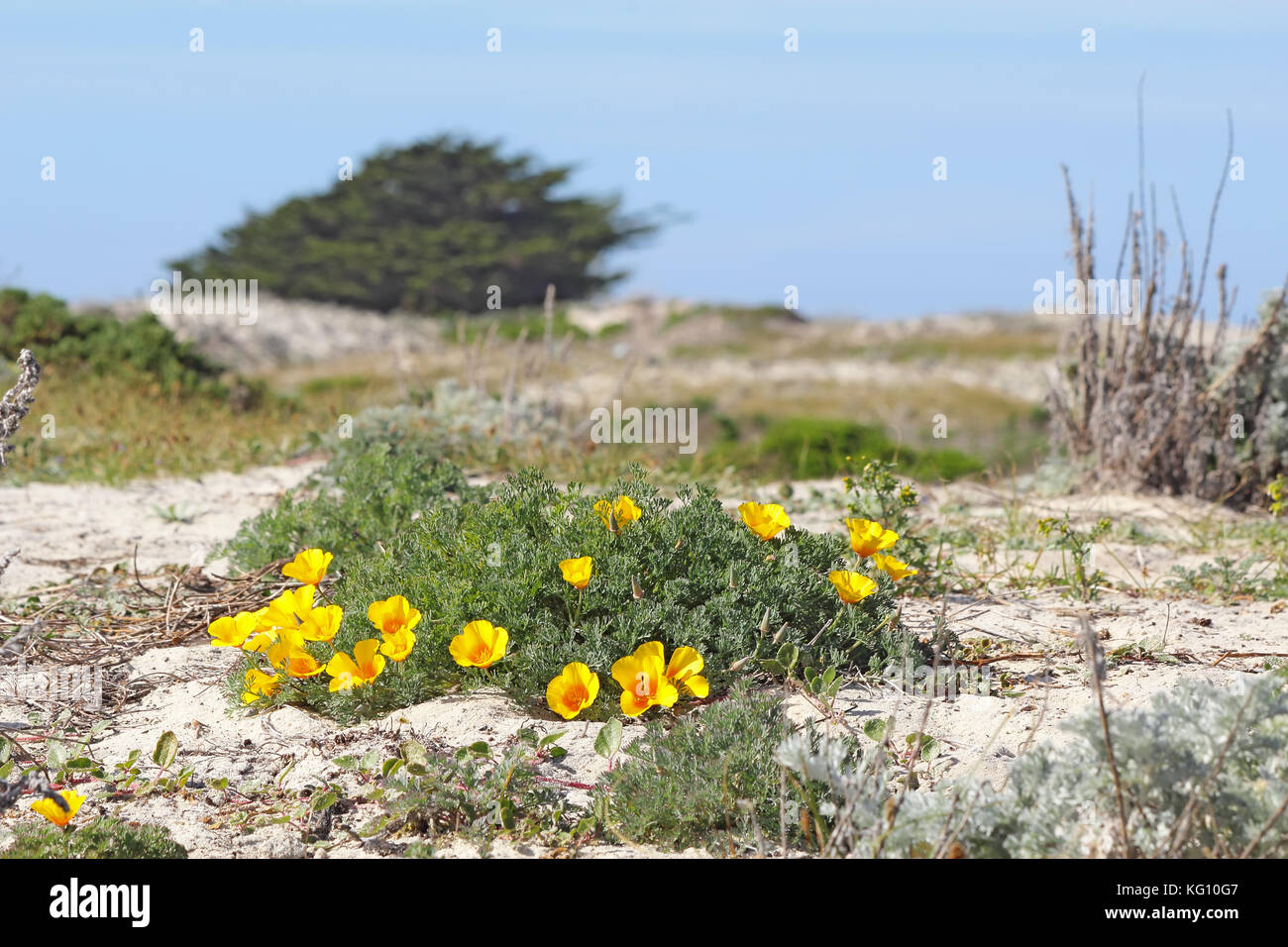 Bright orange flowers of a clump of California poppies (Eschscholzia californica variety maritima) growing on a sand dune at Asilomar State Beach in P Stock Photo