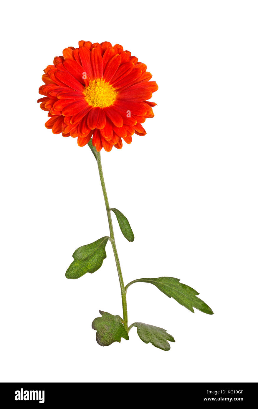 Single stem with leaves and an orange and yellow flower of the fall chrysanthemum (Chrysanthemum indicum) isolated against a white background Stock Photo