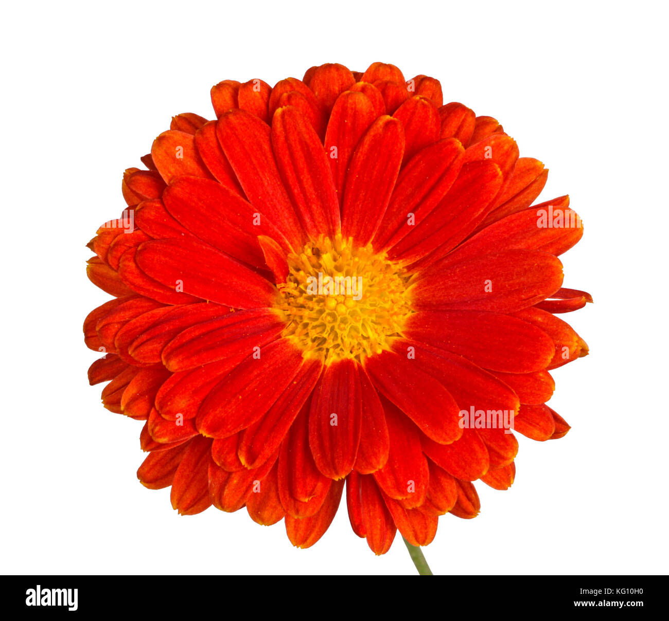 Small stem an orange and yellow flower of the fall chrysanthemum (Chrysanthemum indicum) isolated against a white background Stock Photo