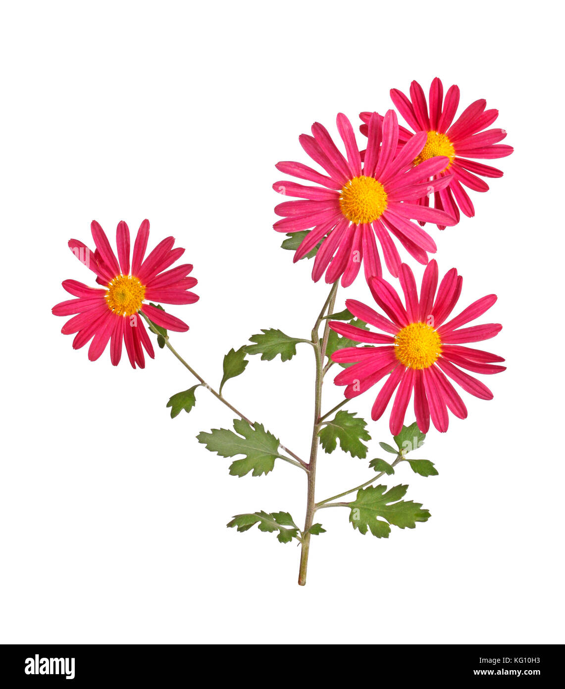 Stem with several red and yellow flowers of the hardy chrysanthemum (Chrysanthemum rubellum) isolated against a white background Stock Photo