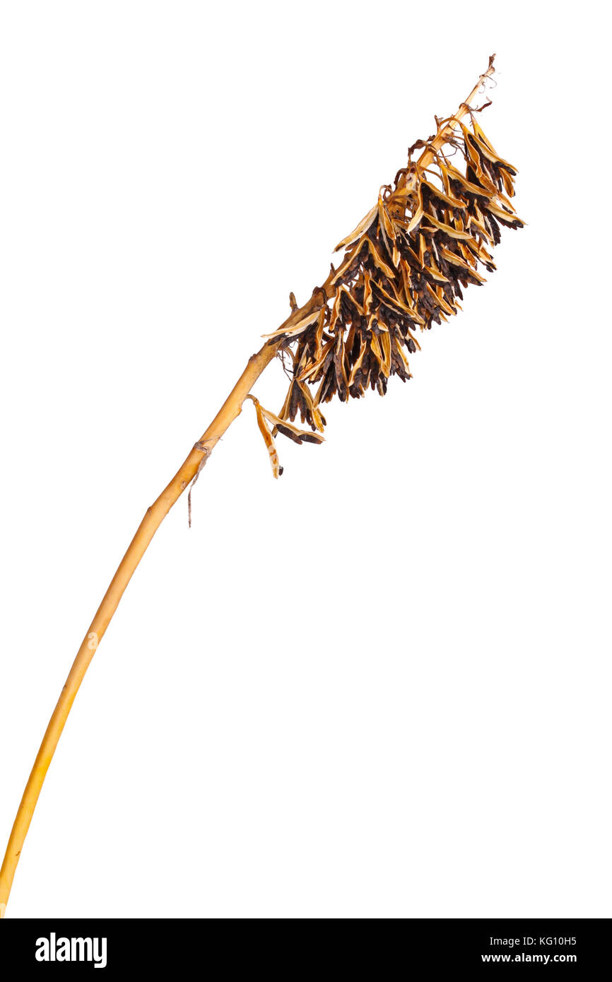 Brown, dried seed pods of a cultivated hosta plant in fall isolated against  a white background Stock Photo - Alamy