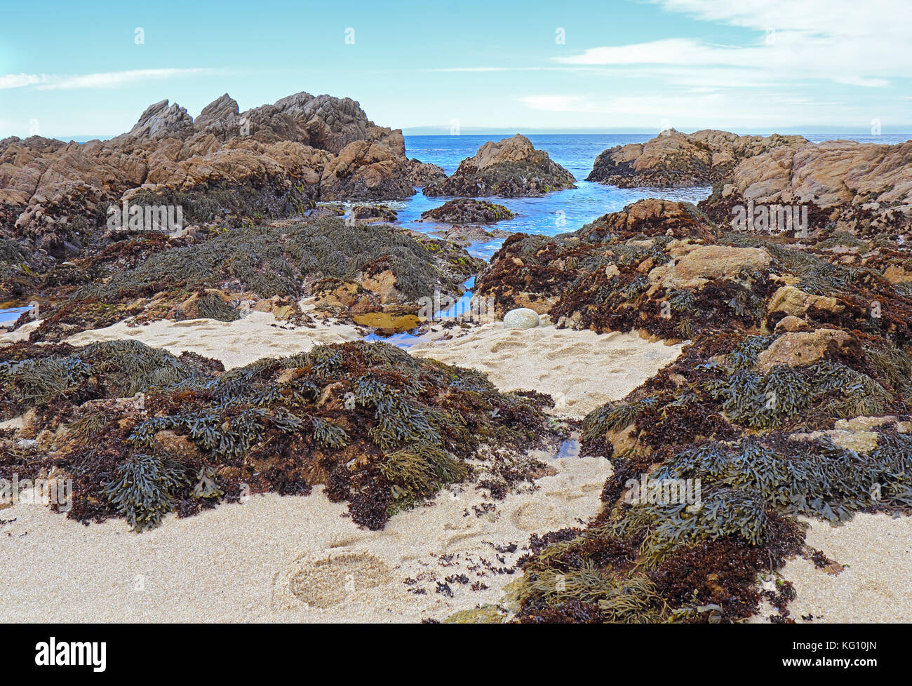 Low tide reveals algae and tide pools at Asilomar State Beach in