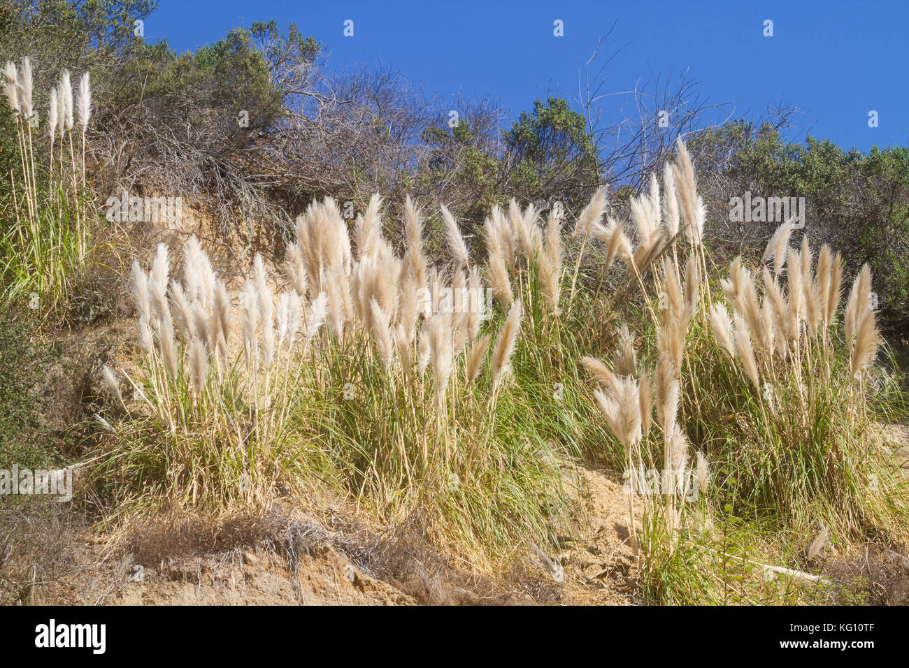 Pampas grasses hires stock photography and images Alamy