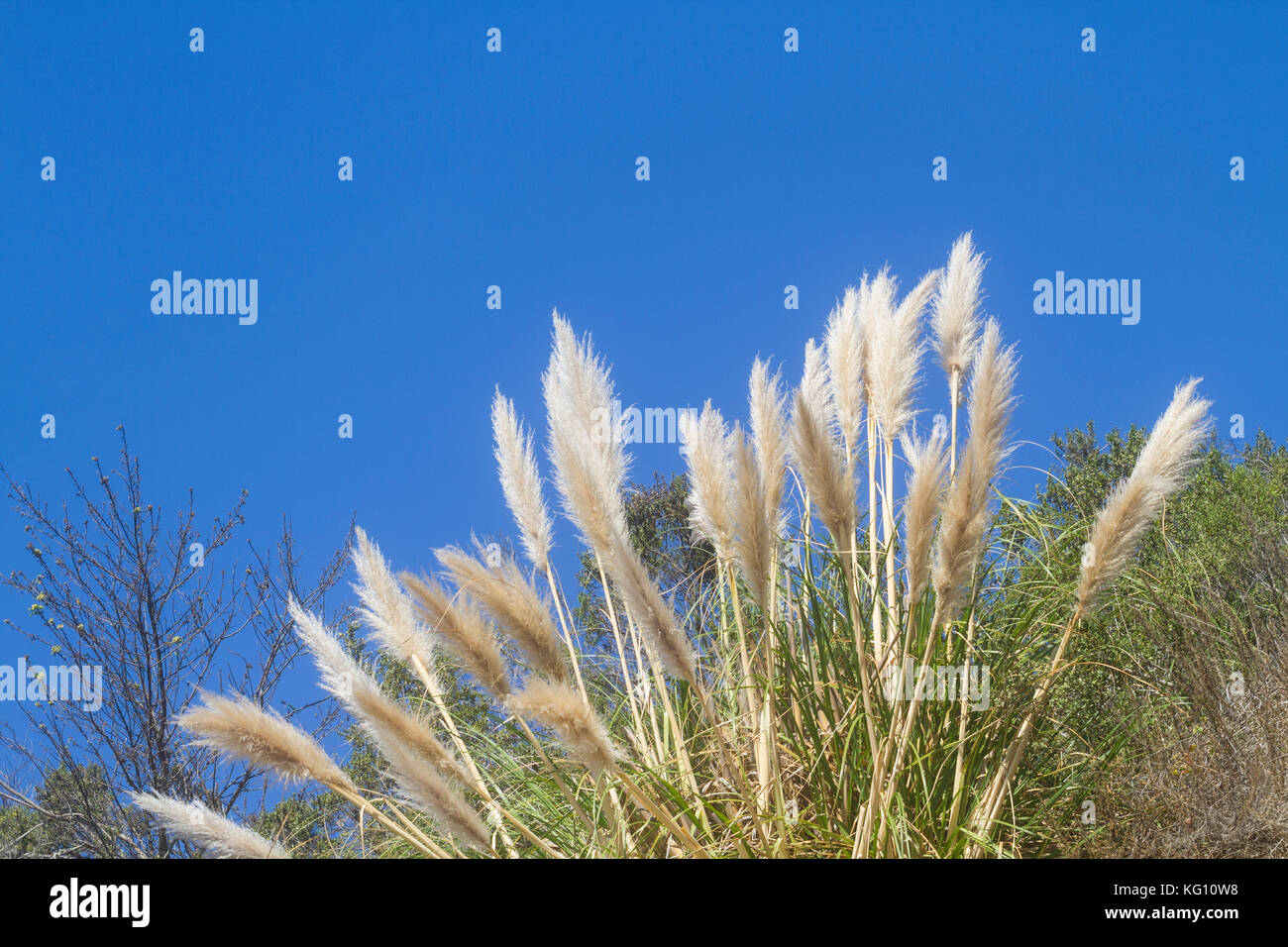 Pampas grasses hires stock photography and images Alamy