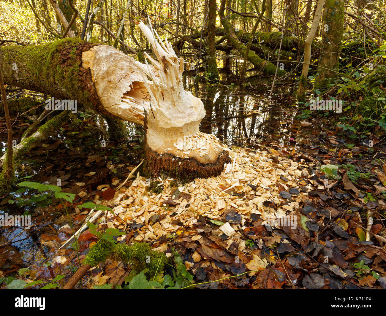A tree felled by a beaver Stock Photo - Alamy