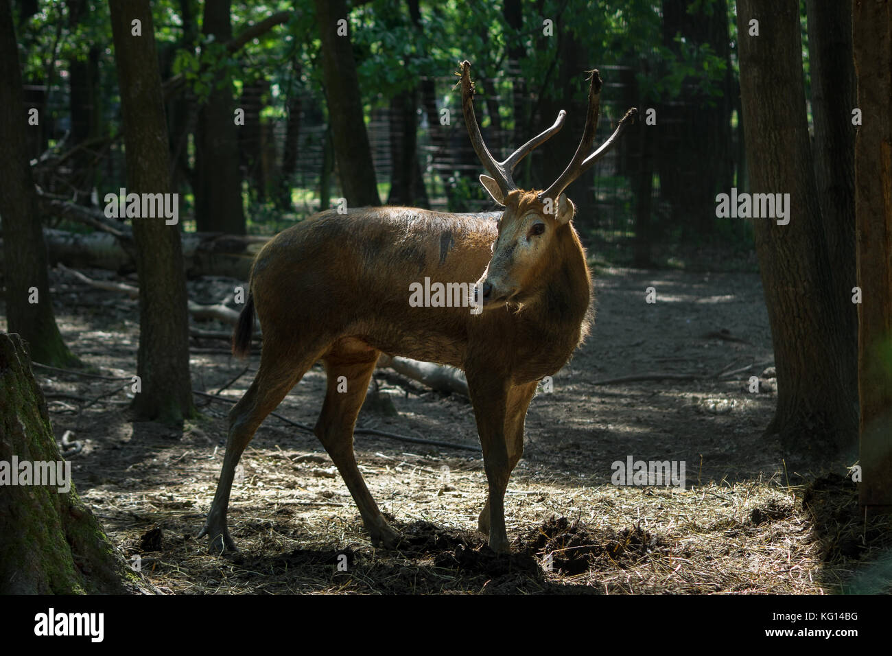 Male Pere David's deer under trees Stock Photo