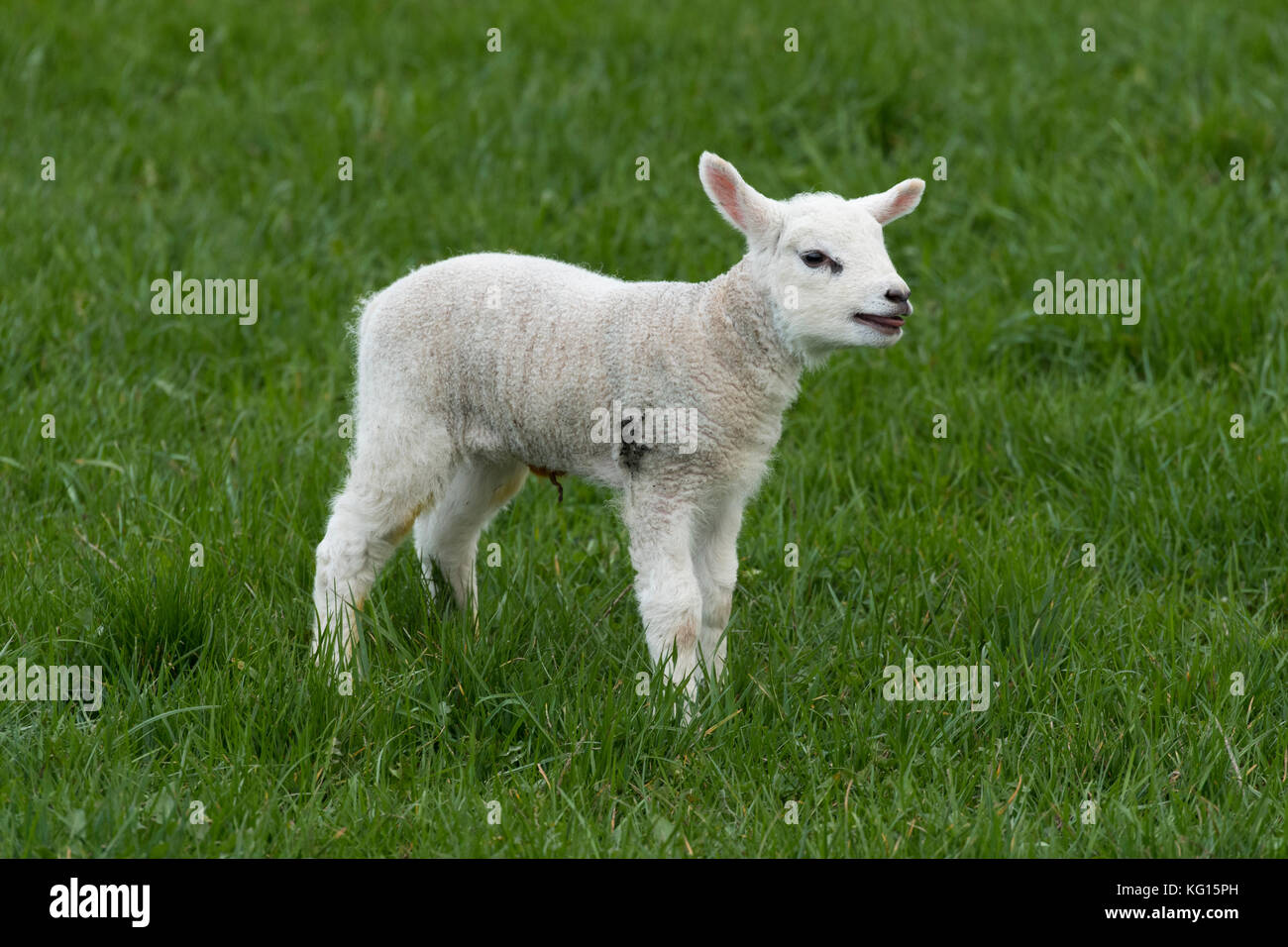Close up of single, cute, appealing, white lamb with long pricked ears