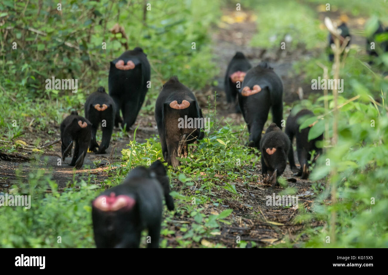A troop of Celebes crested macaque (Macaca nigra) in Tangkoko National Park, North Sulawesi, Indonesia. The species is critically endangered. Stock Photo