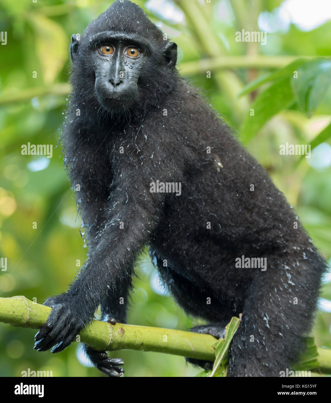A young Celebes crested macaque (Macaca nigra) in a tree in Tangkoko National Park, North Sulawesi, Indonesia. The species is critically endangered. Stock Photo