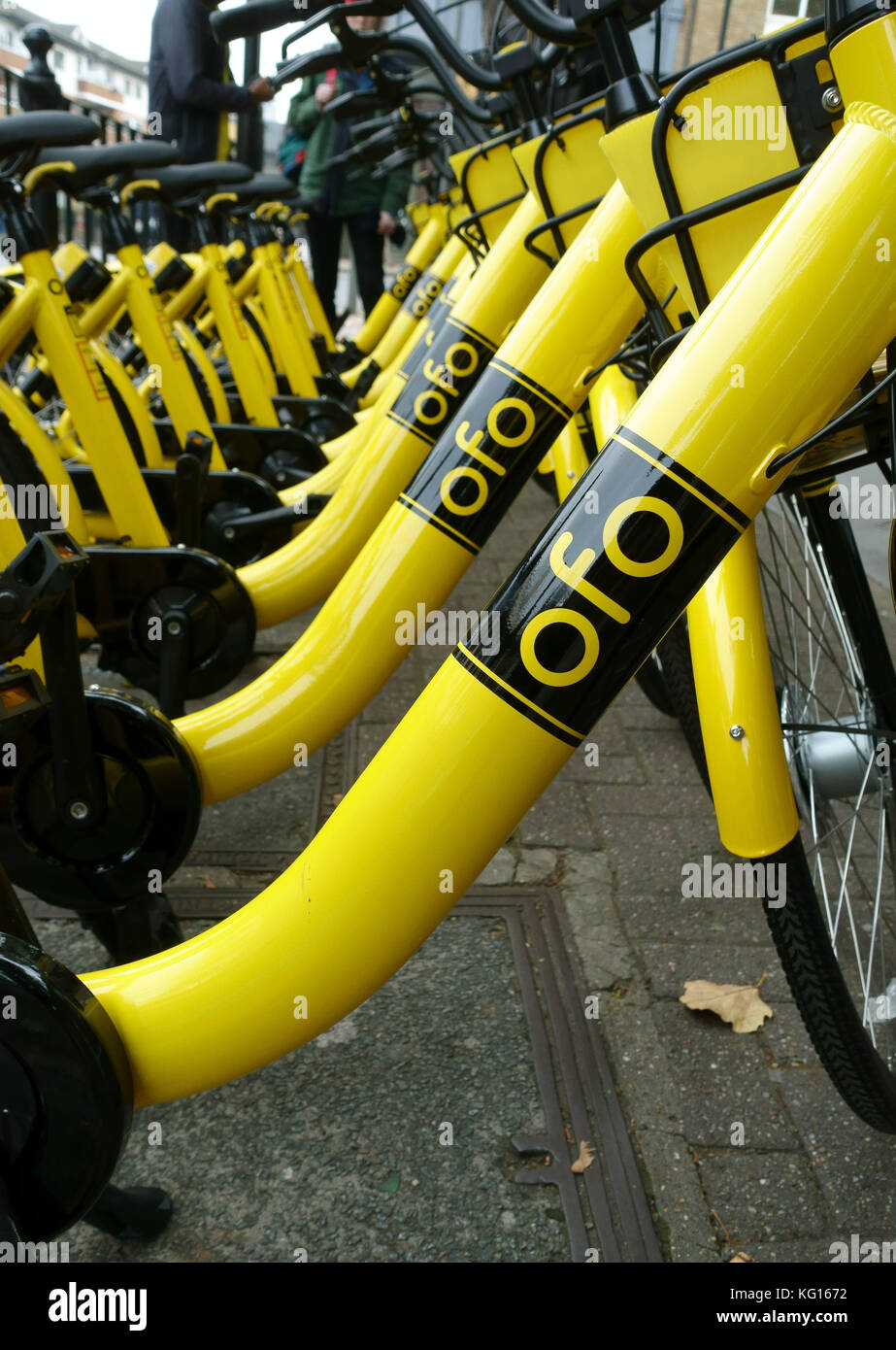 ofo bike rental
