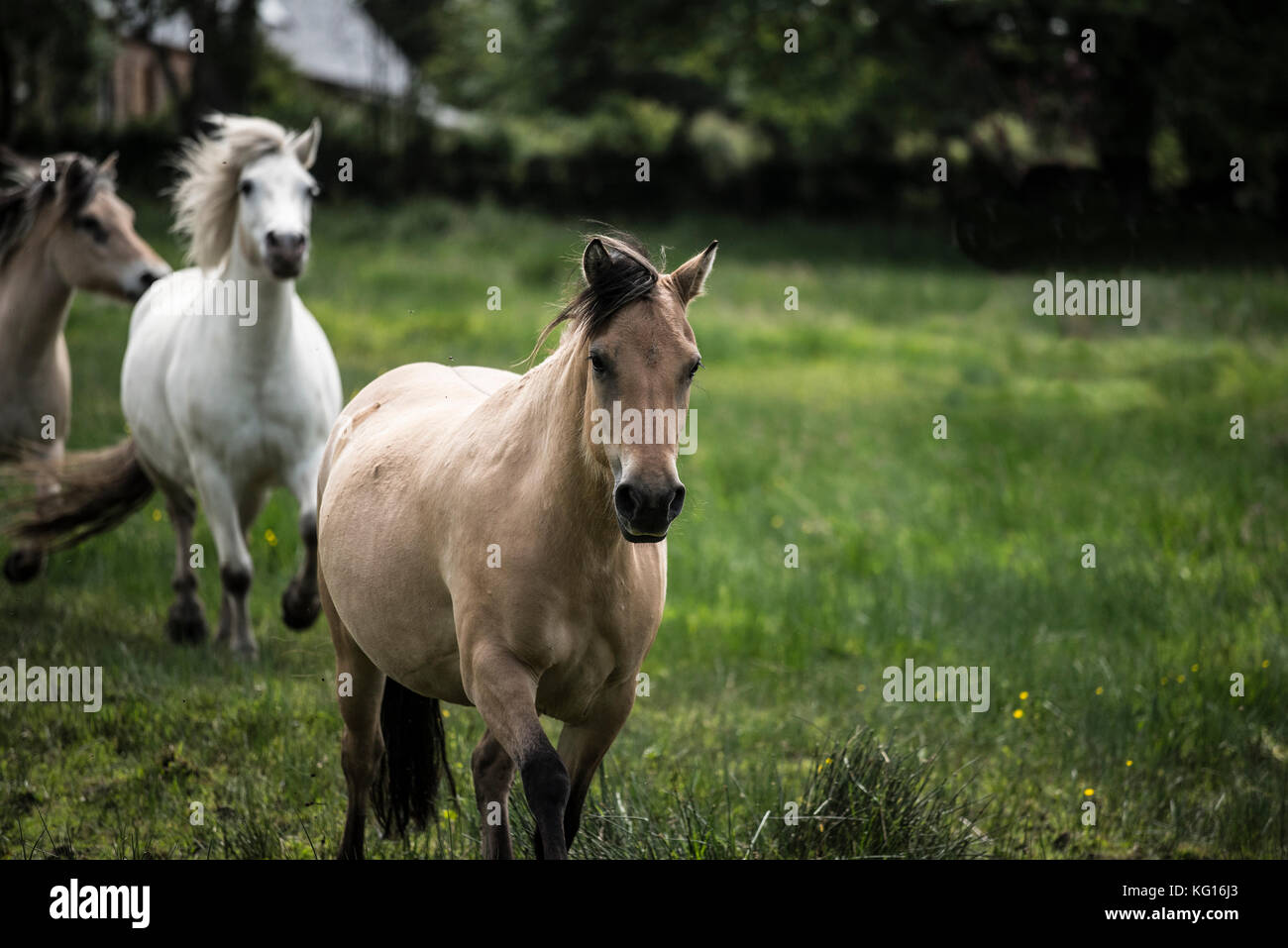 Horses running together in the French countryside Stock Photo
