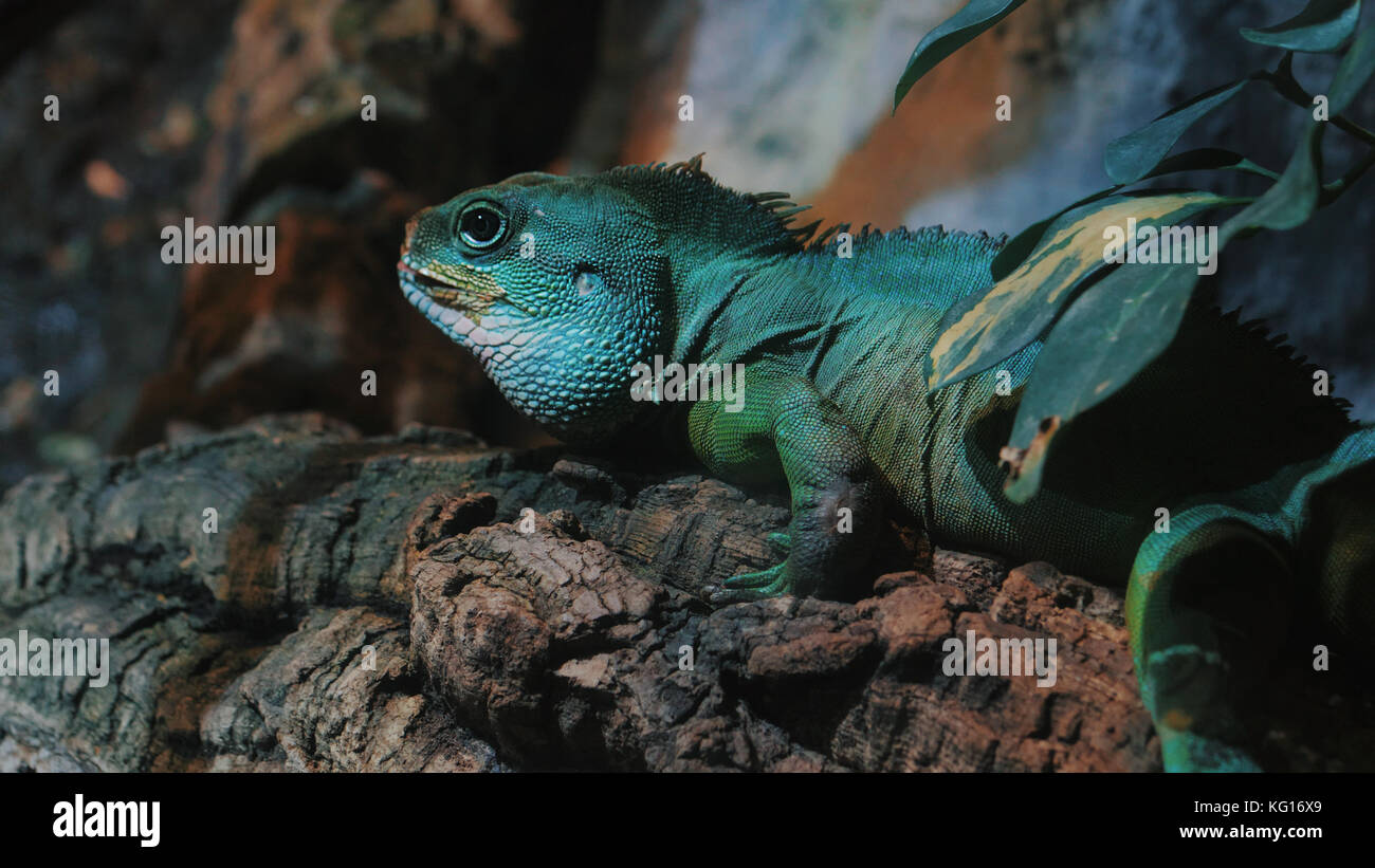 Sleeping dragon - Close-up portrait of a resting on branch green colored Beautiful Iguana Lizard Terrarium In Barcelona Aquarium. Stock Photo