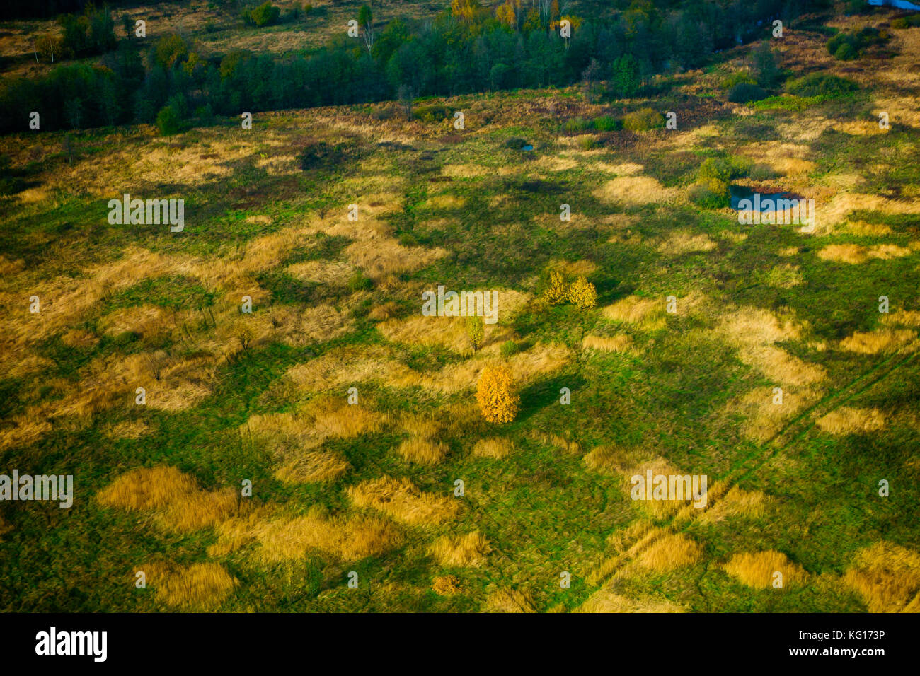 Aerial view yellow forest field hi-res stock photography and images - Alamy