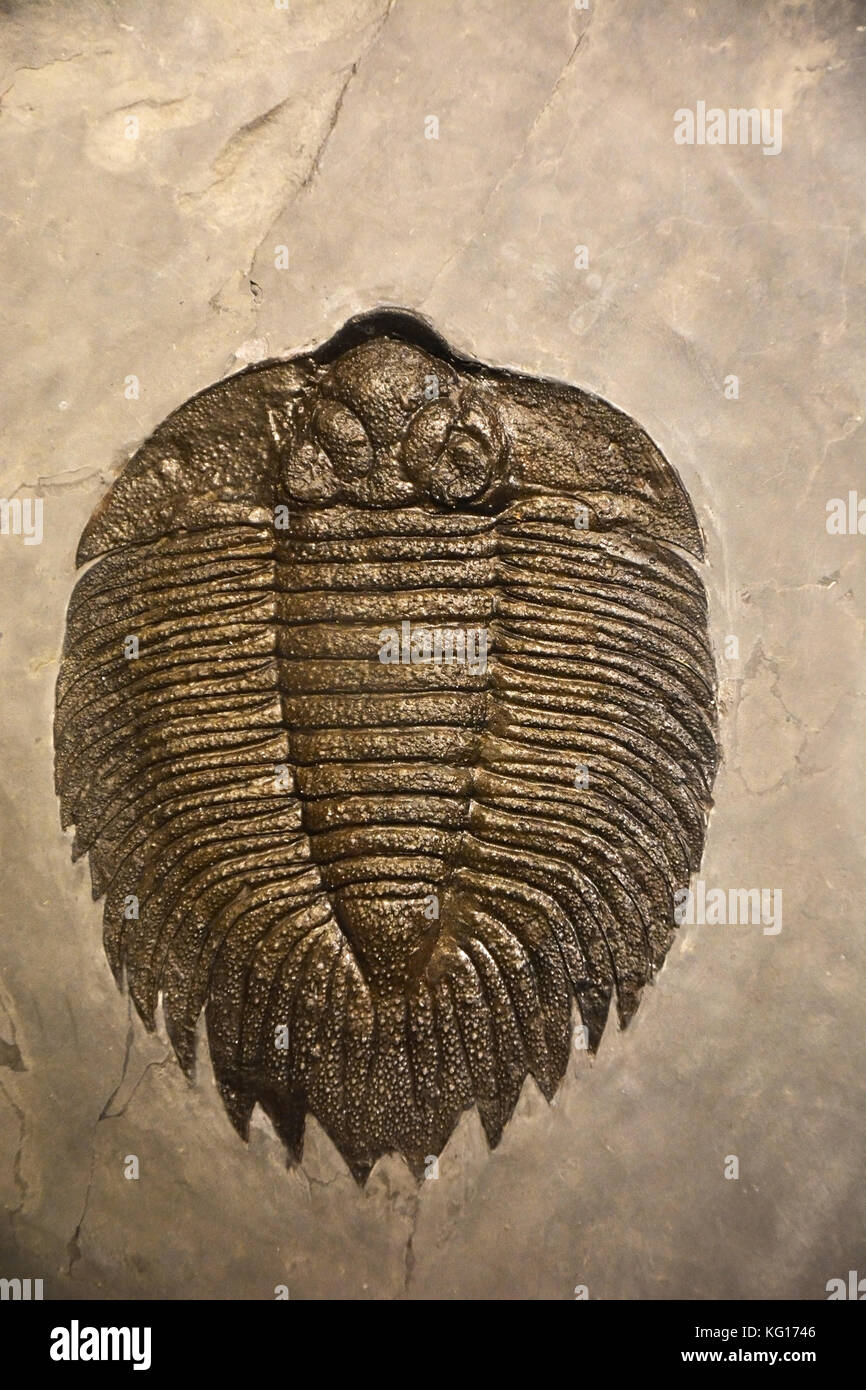 Ancient Animal Fossils