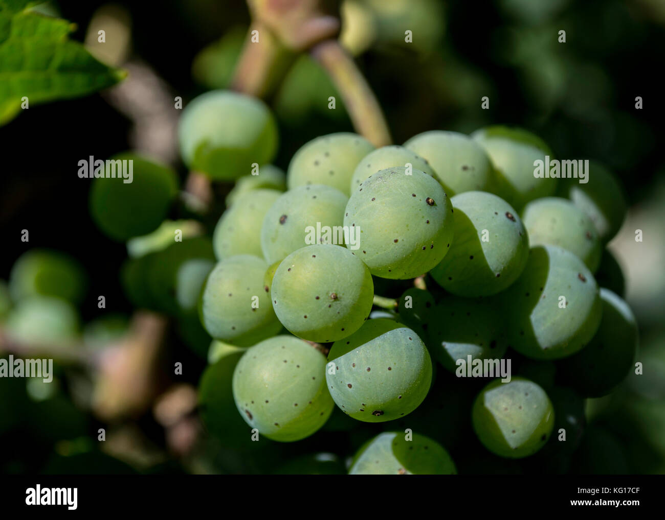 Green grapes ripening on the vine in the Willamette valley in Monroe, Oregon Stock Photo