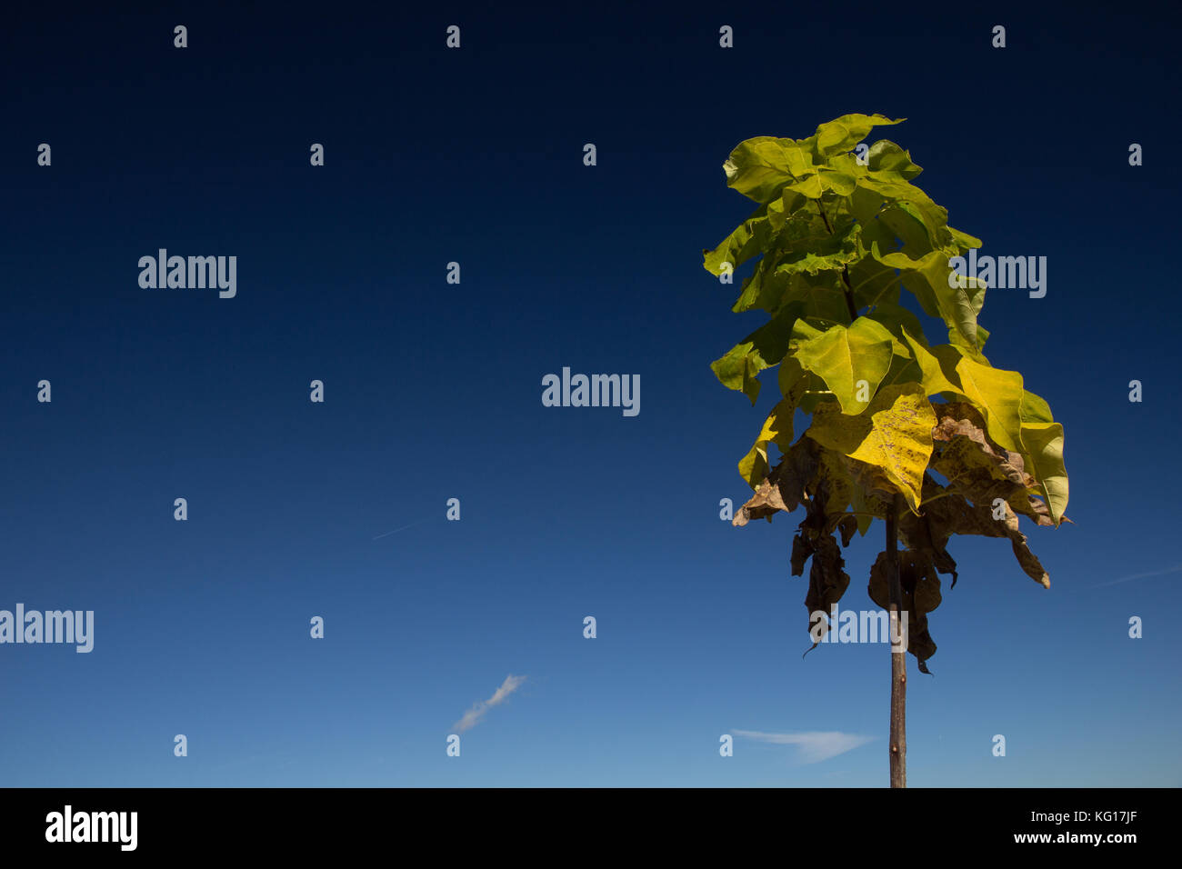 Single tree against dark sky hi-res stock photography and images - Alamy