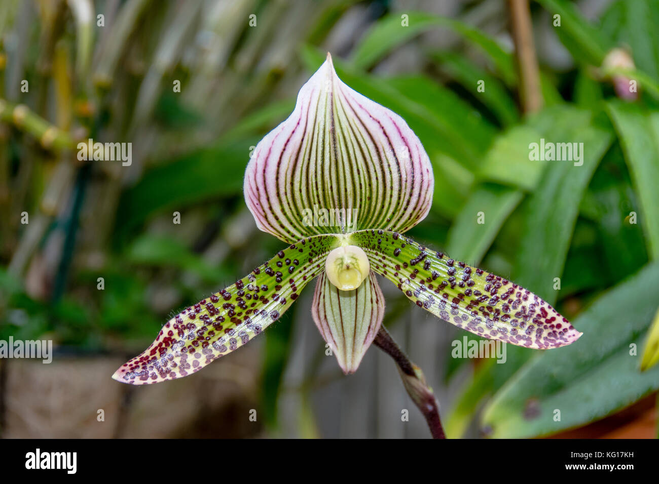 Purple and white striped flower hi-res stock photography and images - Alamy