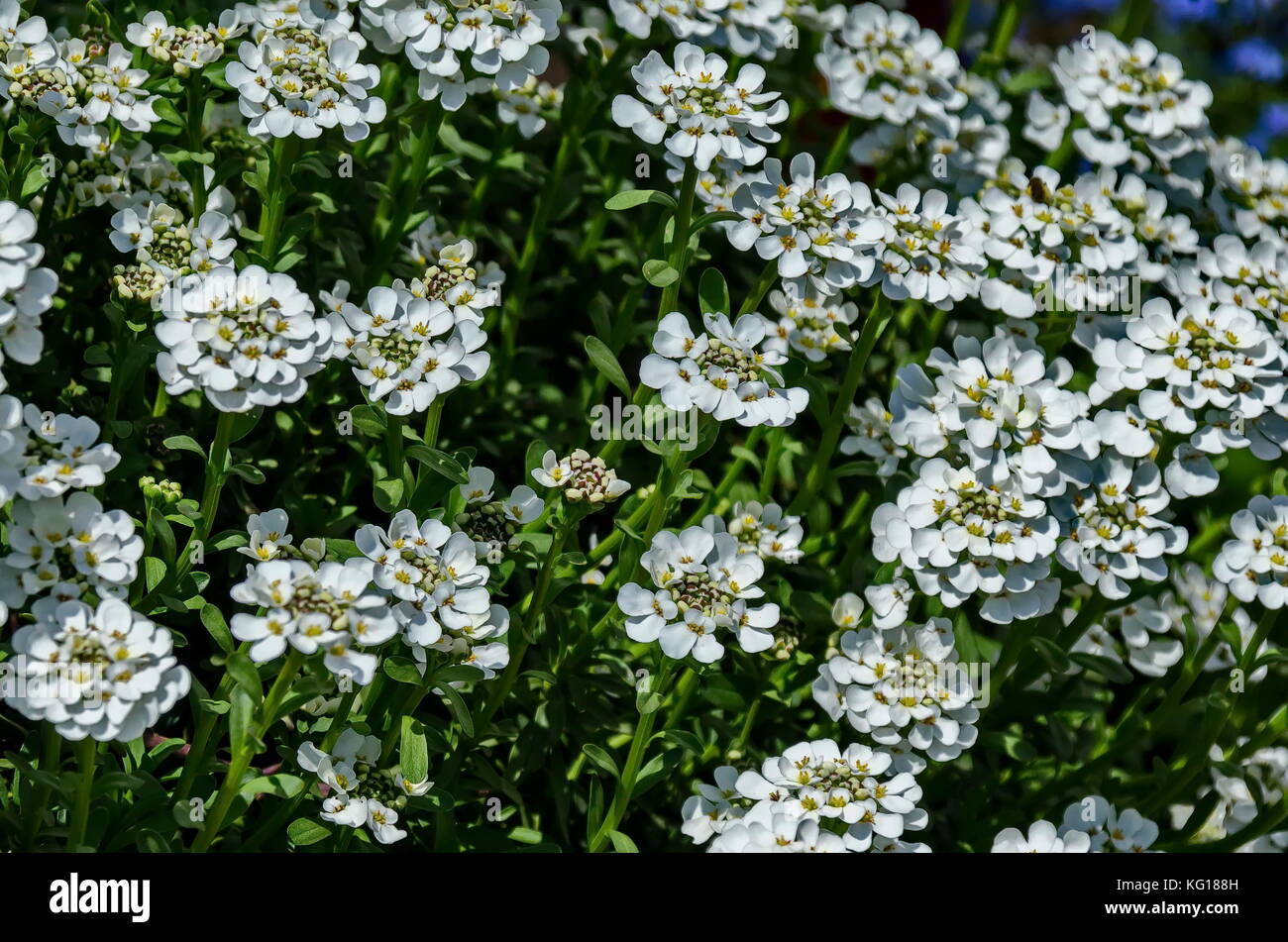 White Arabis alpina Caucasica flower at garden, Zavet, Bulgaria Stock Photo