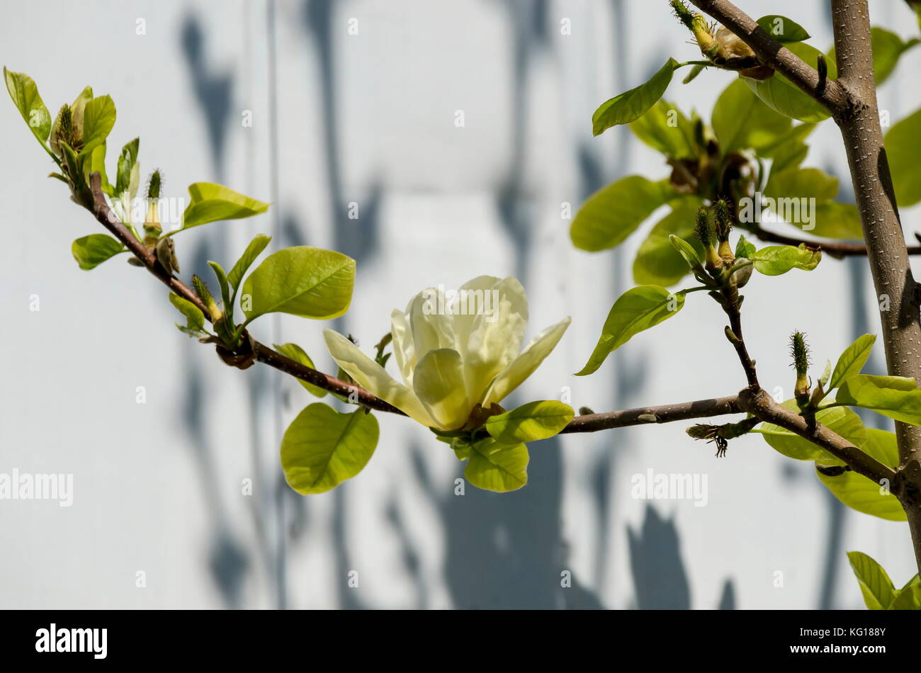 Twig with yellow bloom and leaves of magnolia tree at springtime in garden, Sofia, Bulgaria Stock Photo