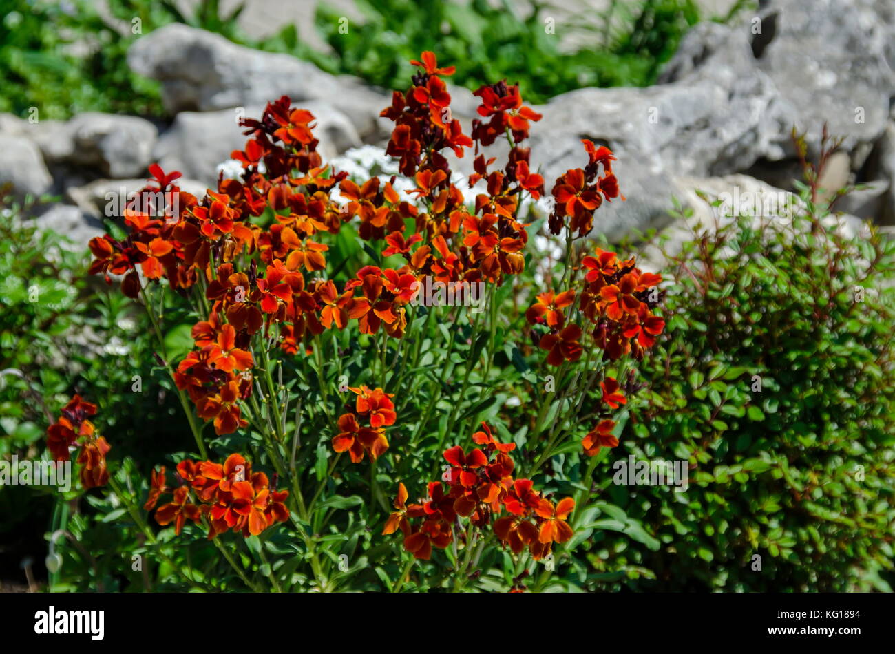 Colorful flowering Wallflower plants in springtime, Sofia, Bulgaria Stock Photo