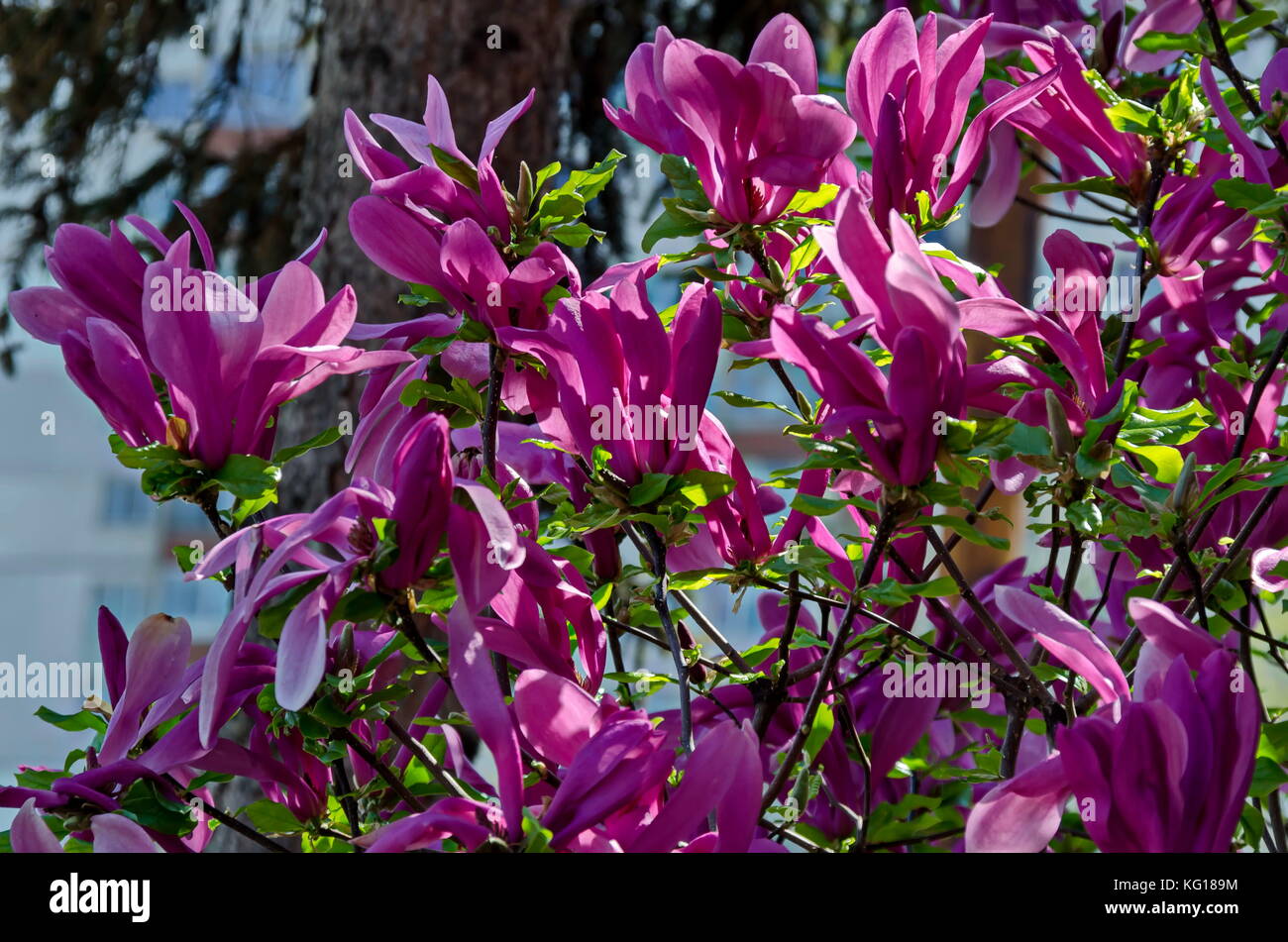 Twig with purple bloom and leaves of magnolia tree at springtime in garden, Sofia, Bulgaria Stock Photo