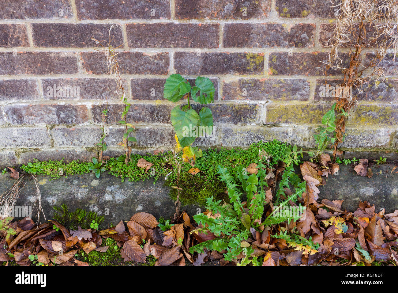Weeds growing by a brick wall amongst fallen autumn leaves Stock Photo