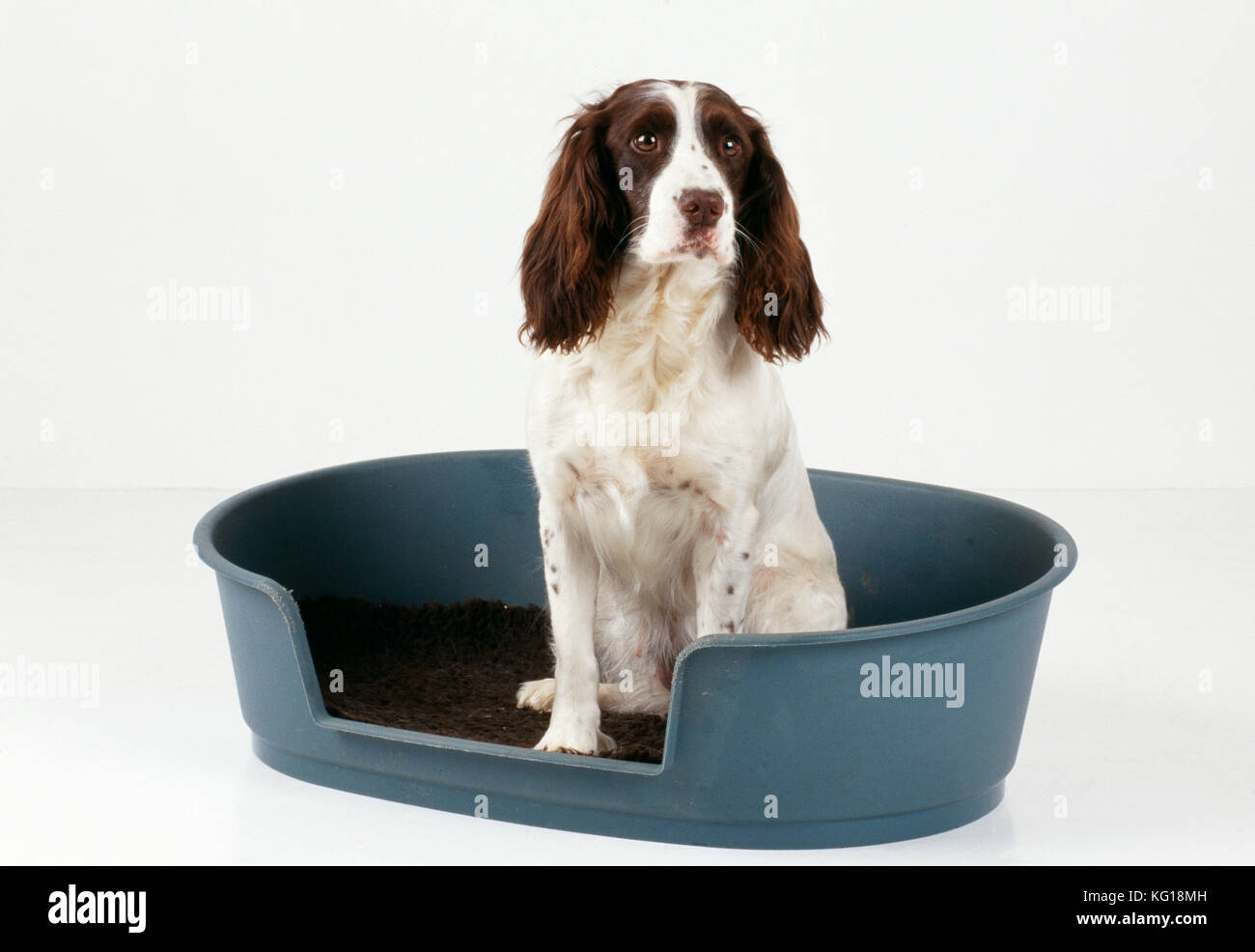 English Springer Spaniel Dog. Sitting in bed Stock Photo Alamy