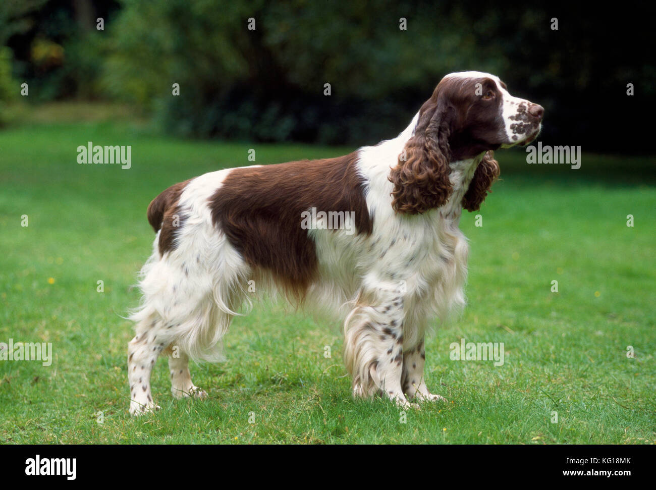 Dog - English Springer Spaniel Stock Photo - Alamy