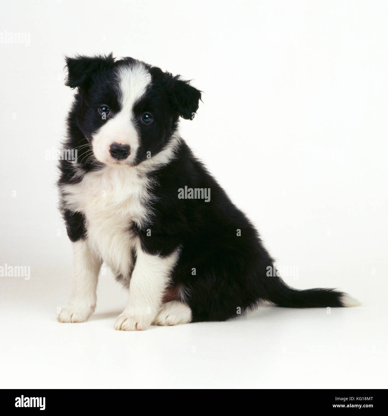 Border Collie Dog - puppy Stock Photo