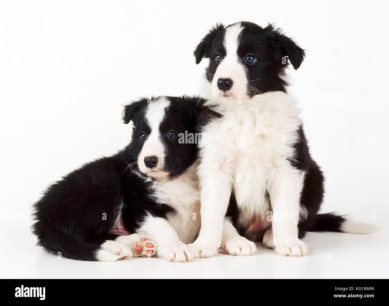Border Collie Dog - x2 puppies Stock Photo